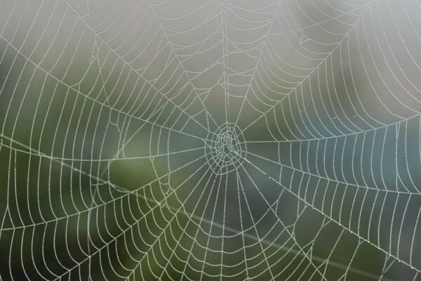 Vegan-Spider-Silk