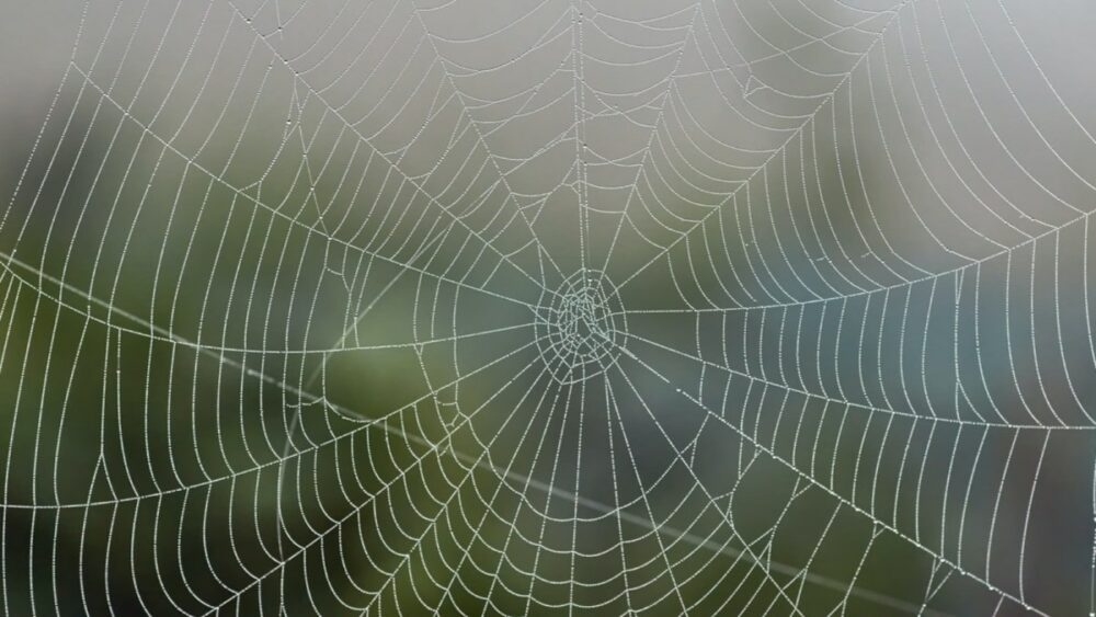 Vegan-Spider-Silk