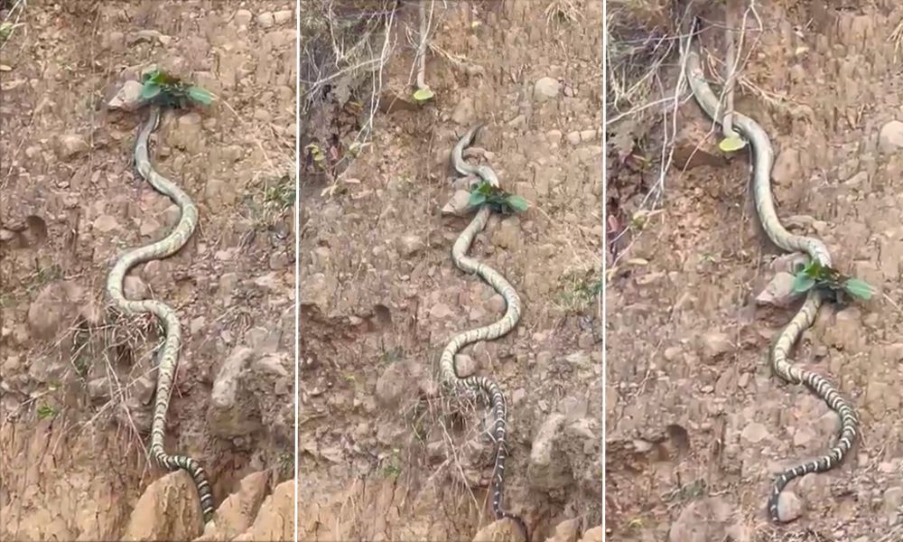 Video of a Huge King Cobra Spotted in Himachal Pradesh Goes Viral