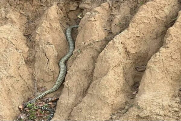 Video of a Huge King Cobra Spotted in Himachal Pradesh Goes Viral