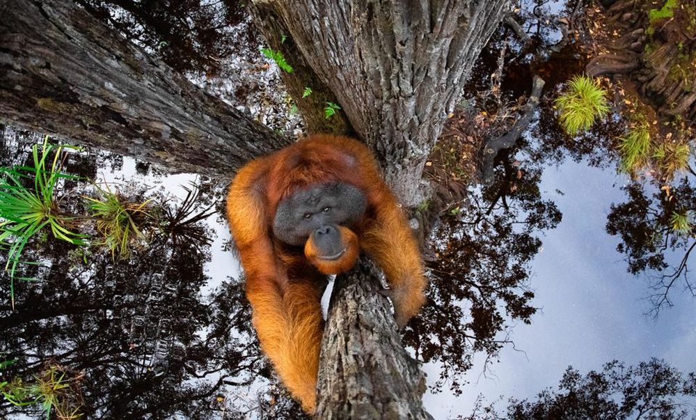 Winning Images from Nature TTL Photographer of the Year 2021