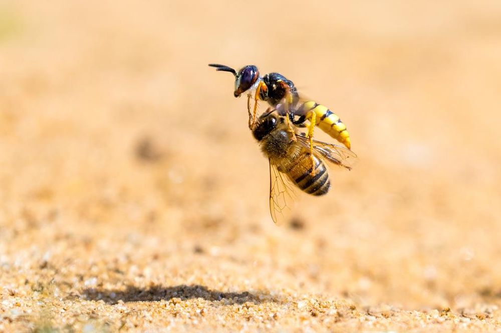 Winning Images from Nature TTL Photographer of the Year 2021