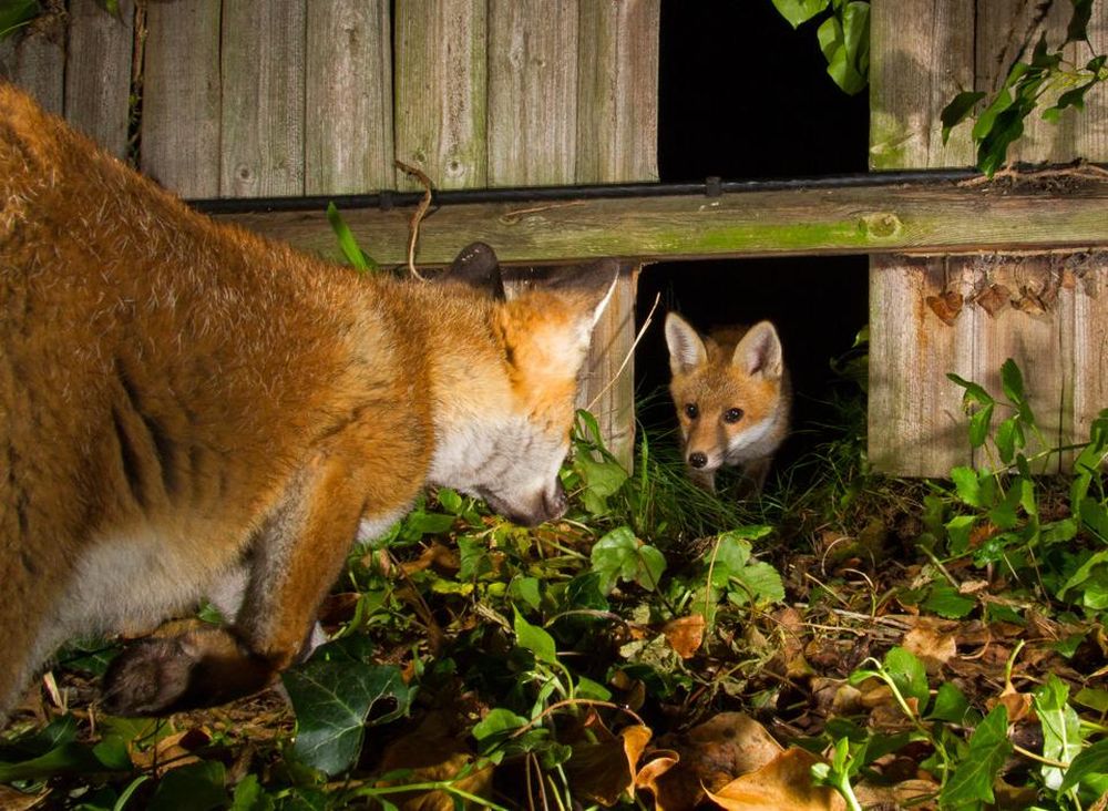 Winning Images from Nature TTL Photographer of the Year 2021