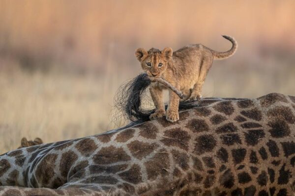 Winning Images from Nature TTL Photographer of the Year 2021