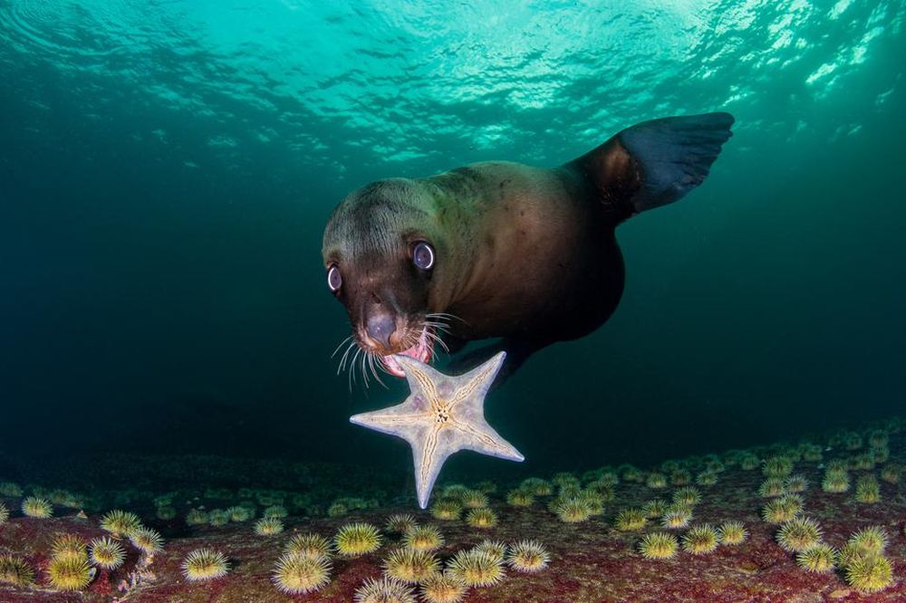 Winning Images from Nature TTL Photographer of the Year 2021