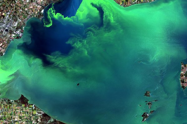 algae bloom phosphate Grist