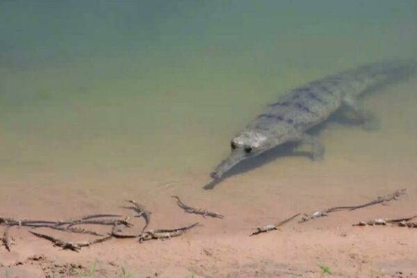 gharial - odhisha