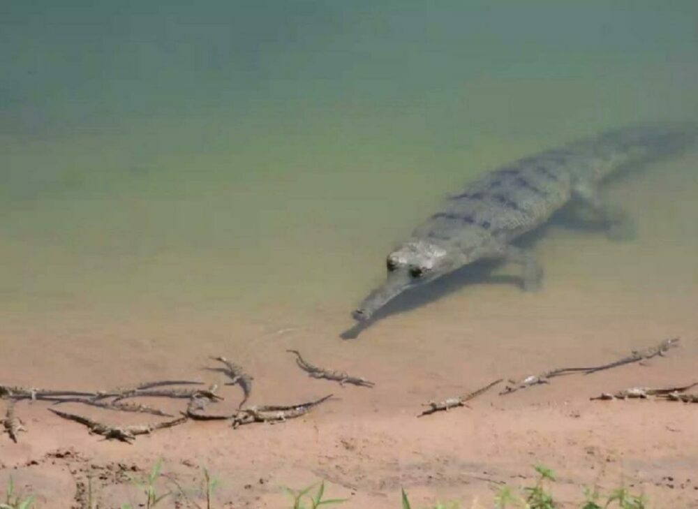 gharial - odhisha