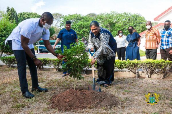 green ghana - plating trees