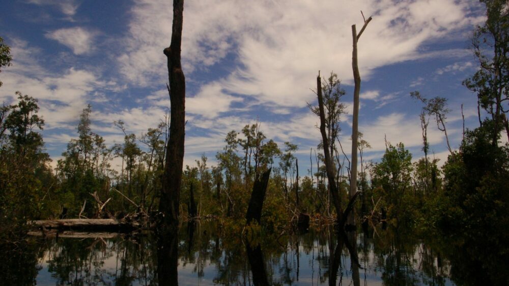 peatlands - drying carbon 