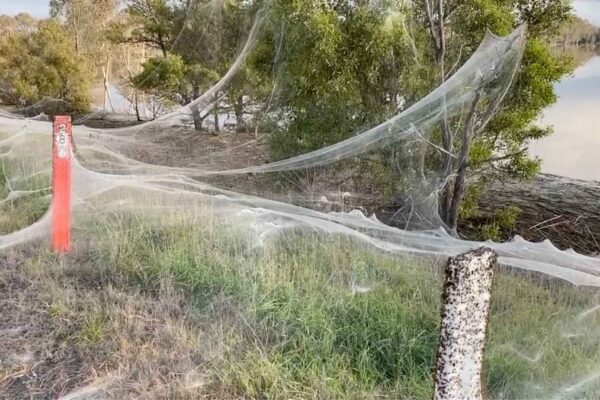 spider web - australia - victoria