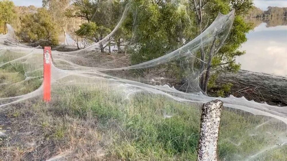 spider web - australia - victoria