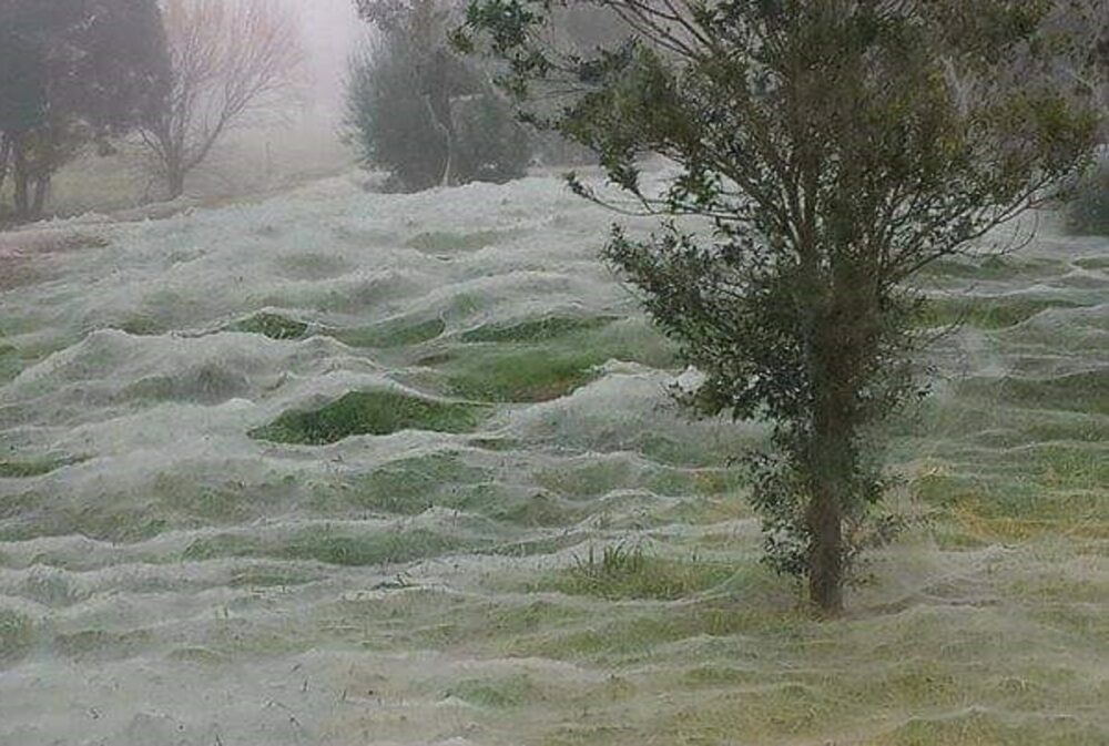 spider webs - australia - floods