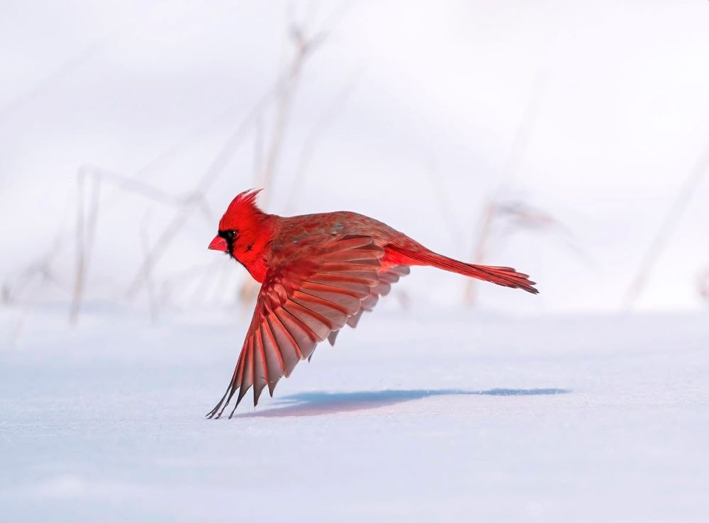 2021 Audubon Photography Awards Show off Best of Avian Species