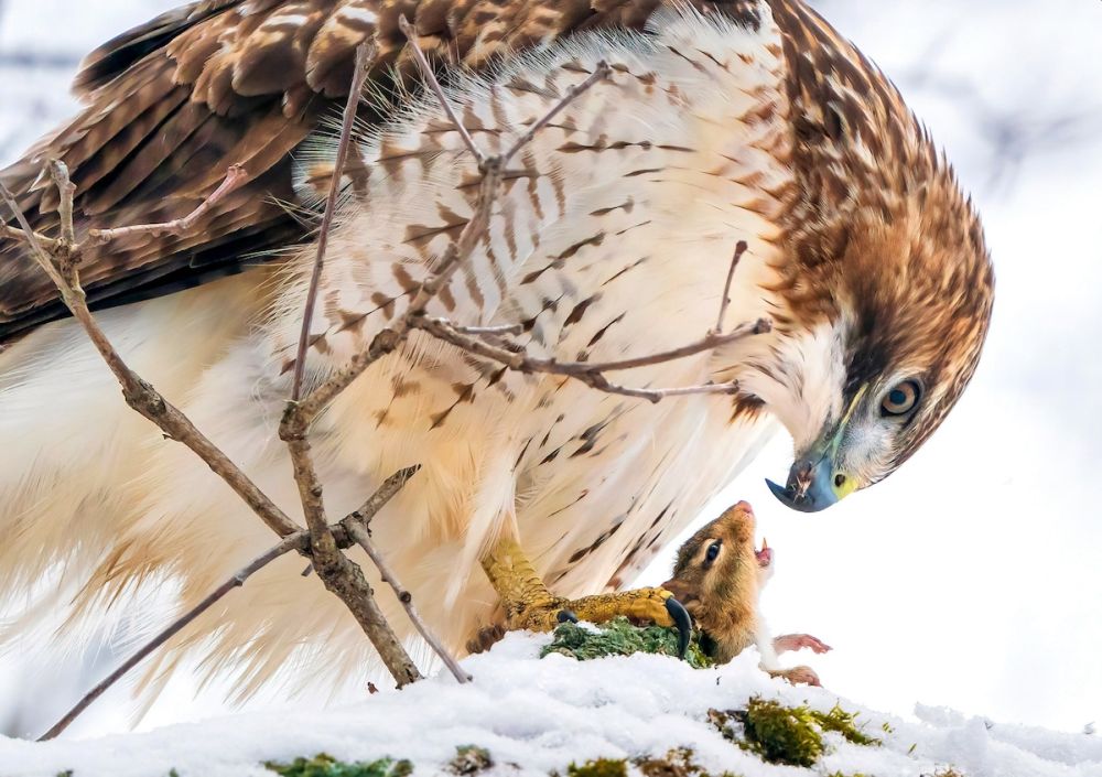 2021 Audubon Photography Awards Show off Best of Avian Species