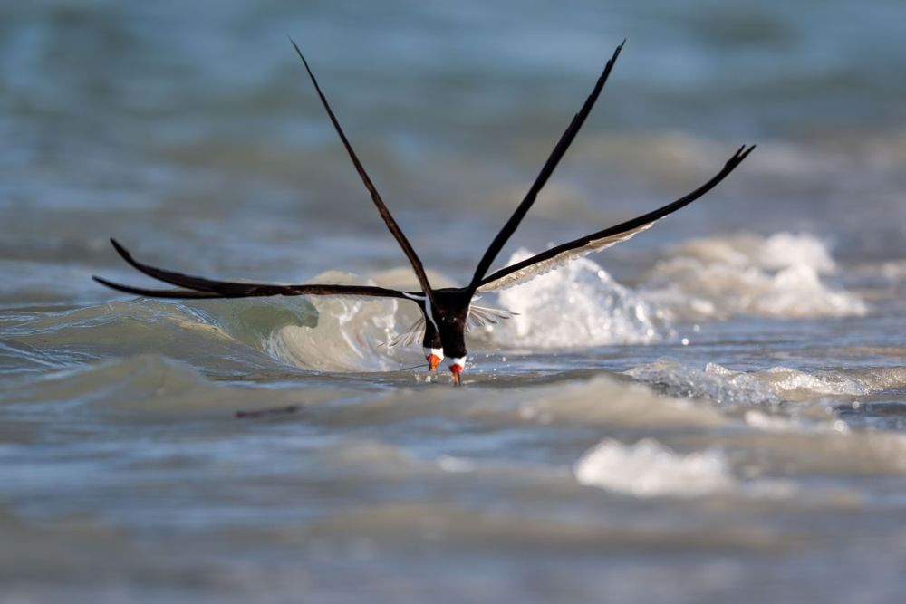 2021 Audubon Photography Awards Show off Best of Avian Species