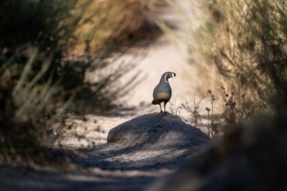 2021 Audubon Photography Awards Show off Best of Avian Species