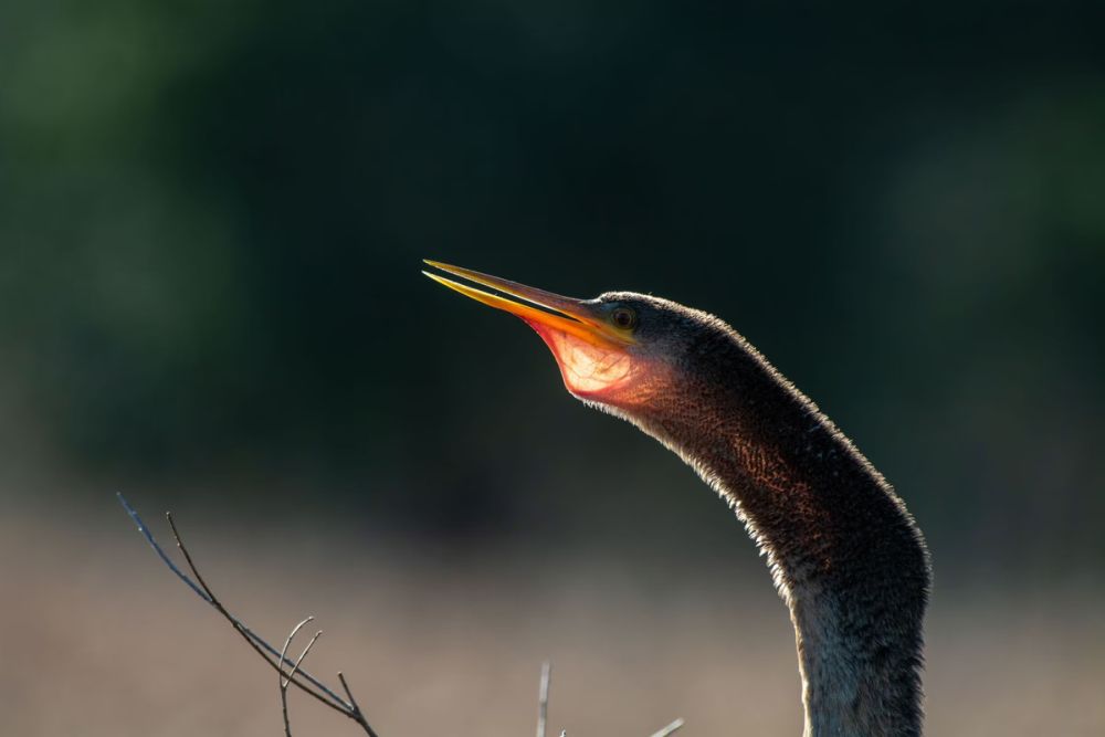 2021 Audubon Photography Awards Show off Best of Avian Species