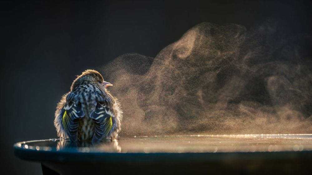 2021 Audubon Photography Awards Show off Best of Avian Species