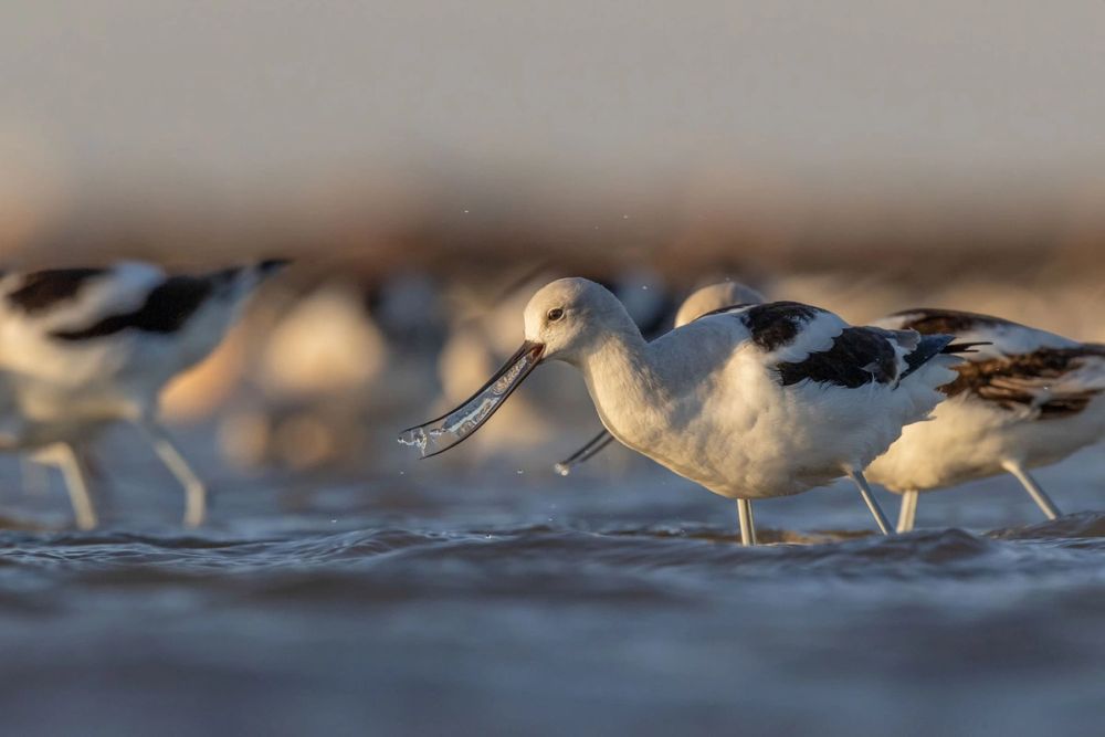 2021 Audubon Photography Awards Show off Best of Avian Species