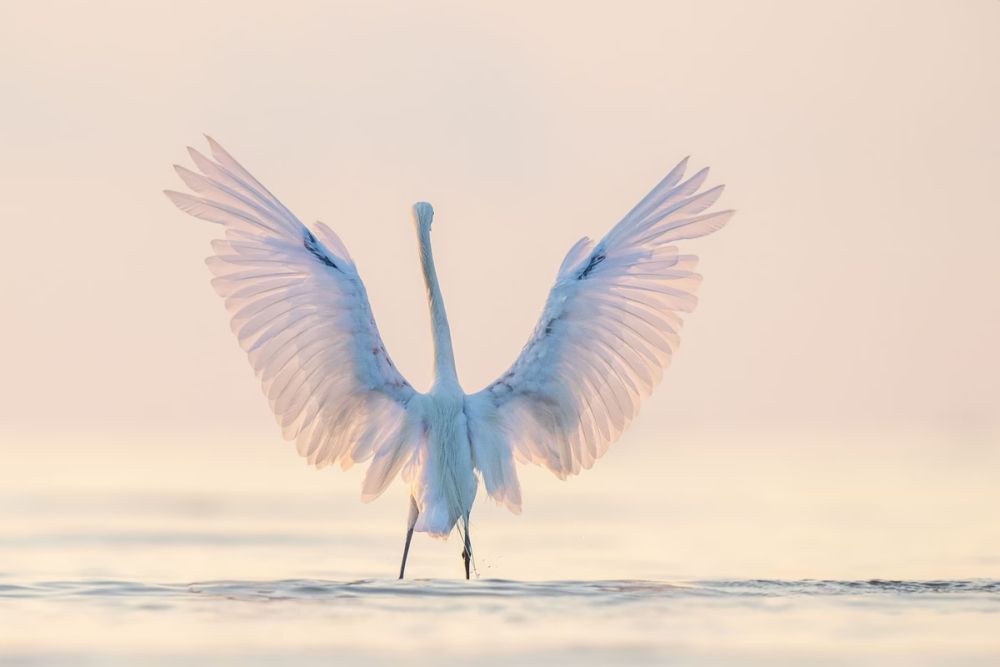 2021 Audubon Photography Awards Show off Best of Avian Species