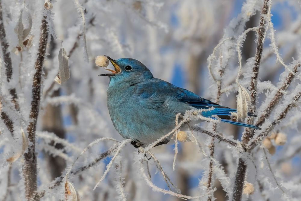 2021 Audubon Photography Awards Show off Best of Avian Species