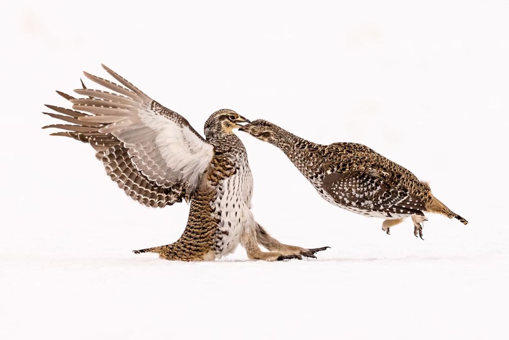 2021 Audubon Photography Awards Show off Best of Avian Species