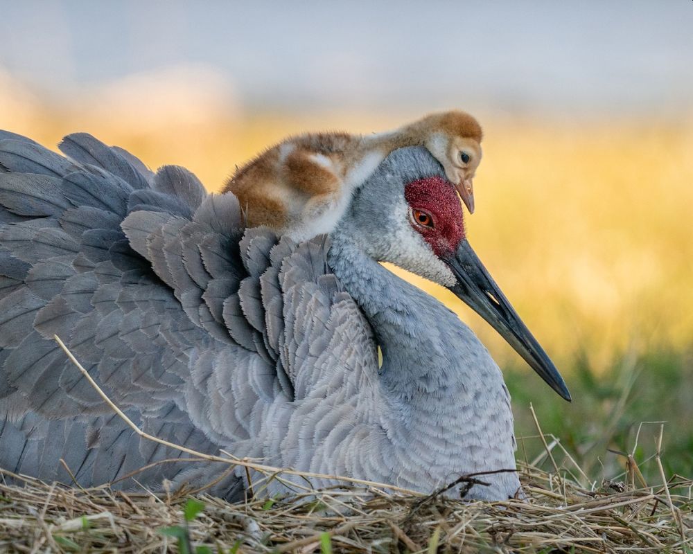 This Mother’s Day, Let’s Celebrate Motherhood in Animal Kingdom