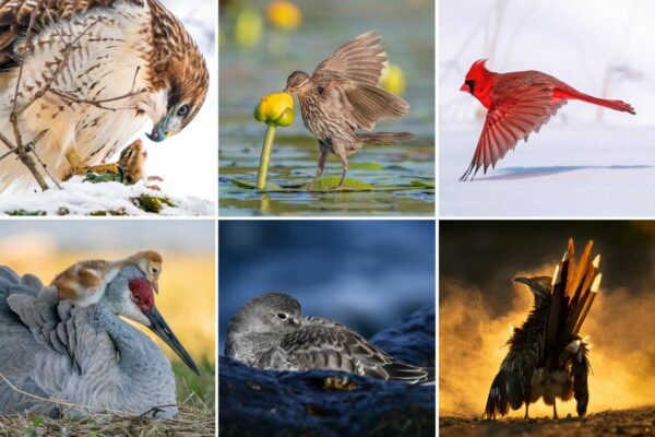 2021 Audubon Photography Awards Show off Best of Avian Species