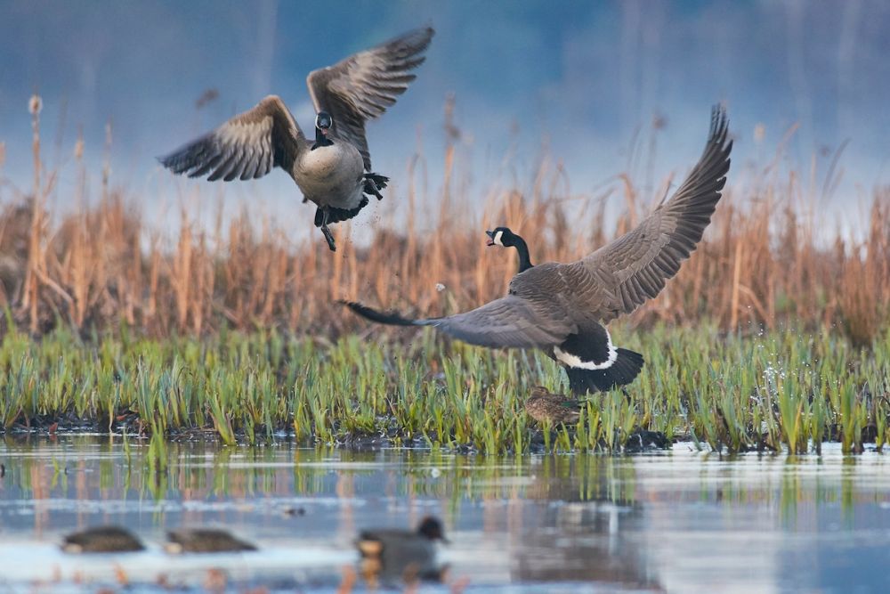 2021 Audubon Photography Awards Show off Best of Avian Species