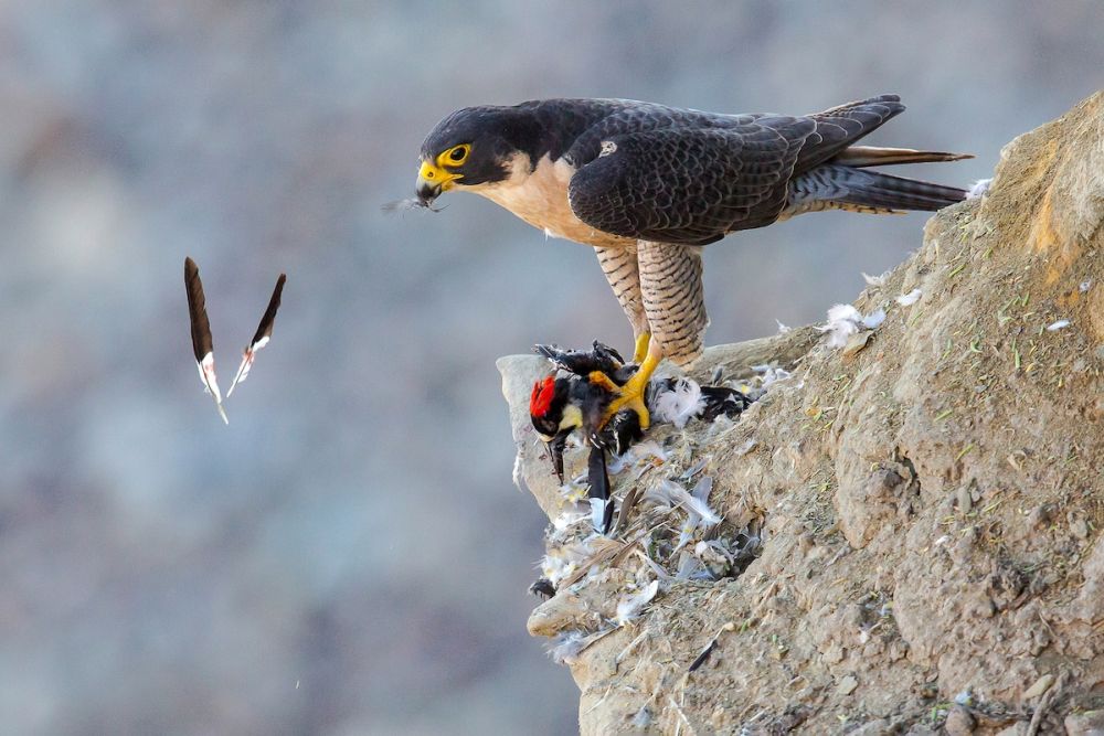 2021 Audubon Photography Awards Show off Best of Avian Species