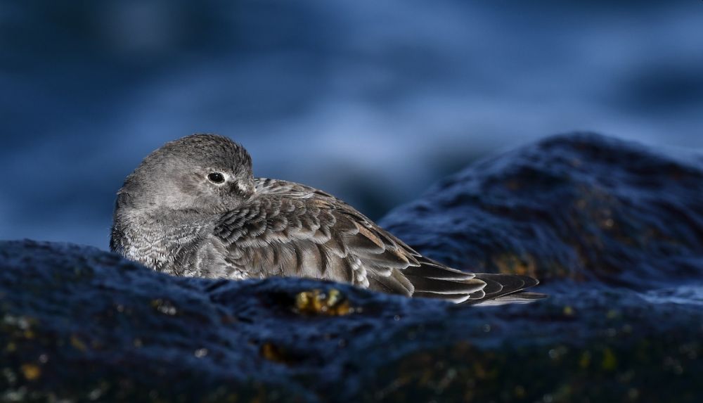 2021 Audubon Photography Awards Show off Best of Avian Species