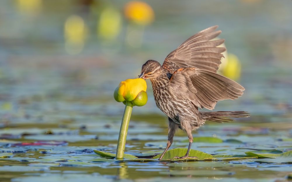 2021 Audubon Photography Awards Show off Best of Avian Species