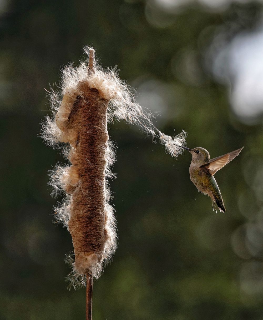 2021 Audubon Photography Awards Show off Best of Avian Species