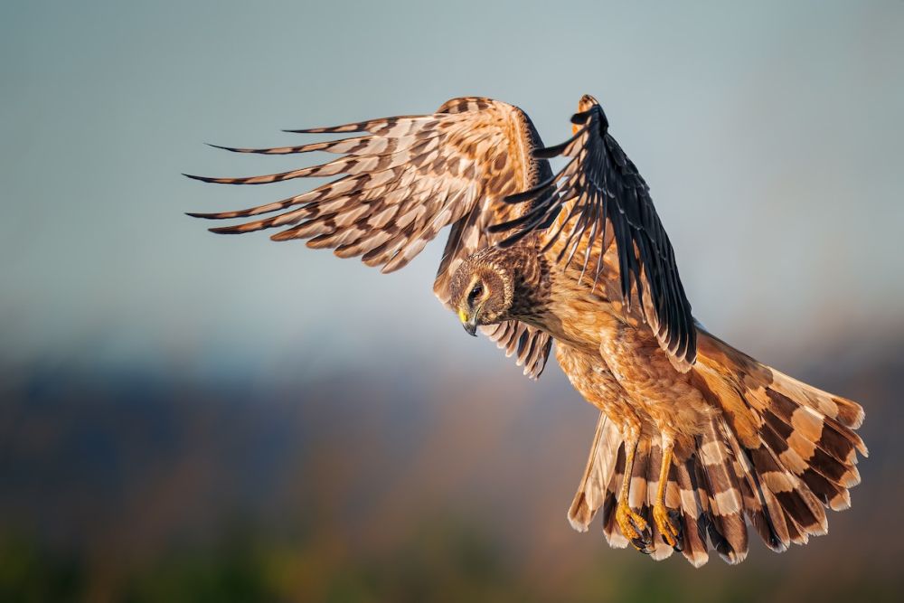 2021 Audubon Photography Awards Show off Best of Avian Species