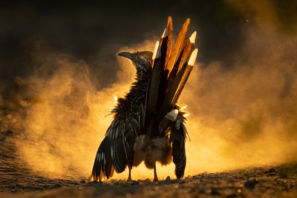 2021 Audubon Photography Awards Show off Best of Avian Species