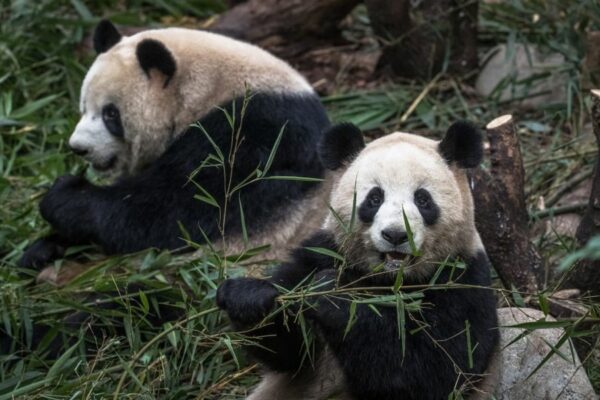 China to Re-Classify Giant Panda as Vulnerable After Rise in Wild Population