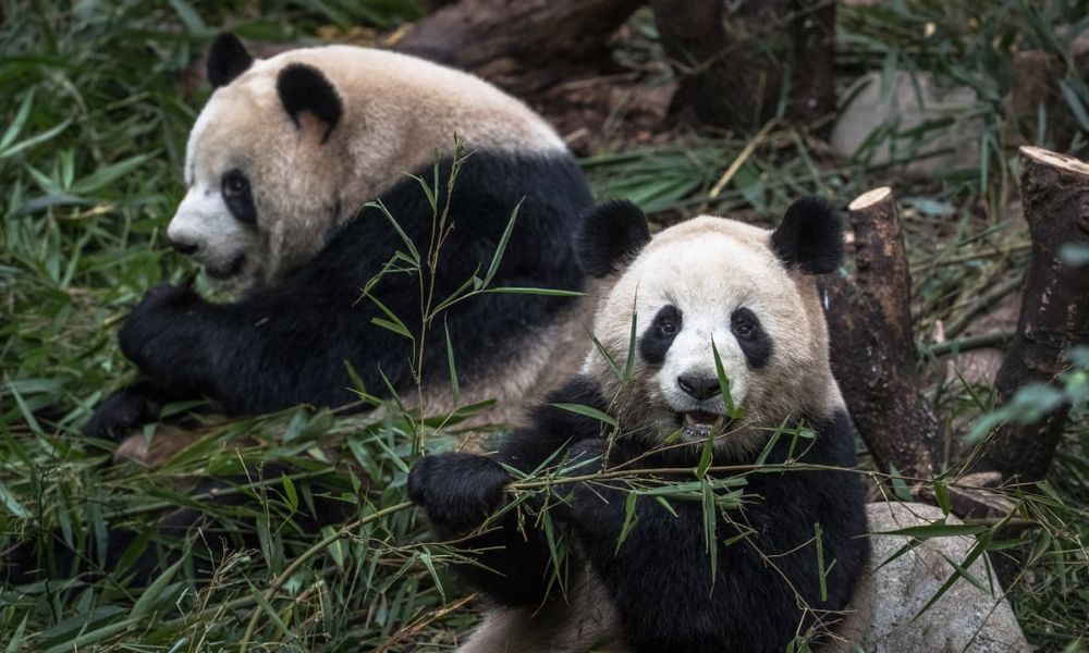 China to Re-Classify Giant Panda as Vulnerable After Rise in Wild Population