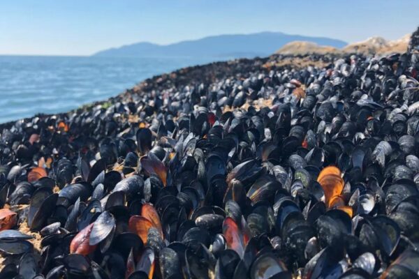 Extreme Heat Baked Over a Billion of Marine Animals on Canada Coast