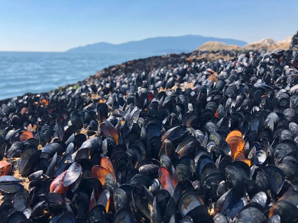 Extreme Heat Baked Over a Billion of Marine Animals on Canada Coast