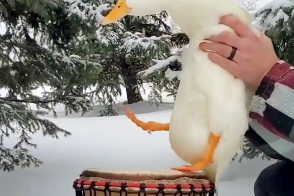 Minnesota's Drumming Duck Ben Afquack Rocks to His Own Beat