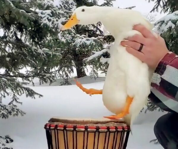 Minnesota's Drumming Duck Ben Afquack Rocks to His Own Beat