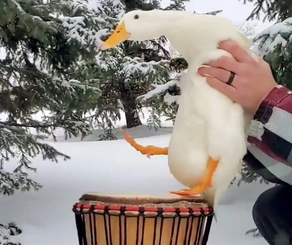 Minnesota's Drumming Duck Ben Afquack Rocks to His Own Beat 