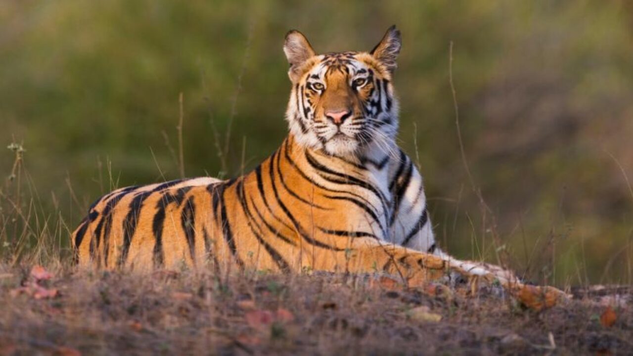 Rajasthan to Connect Three of its Tiger Reserves via Wildlife Corridor