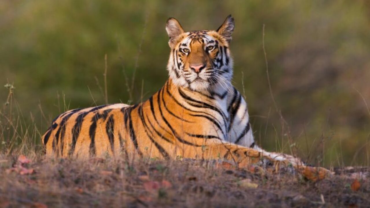 Rajasthan to Connect Three of its Tiger Reserves via Wildlife Corridor Rajasthan to Connect Three of its Tiger Reserves via Wildlife Corridor