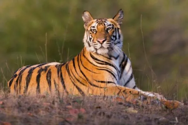 Rajasthan to Connect Three of its Tiger Reserves via Wildlife Corridor