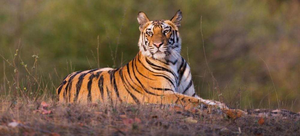 Rajasthan to Connect Three of its Tiger Reserves via Wildlife Corridor