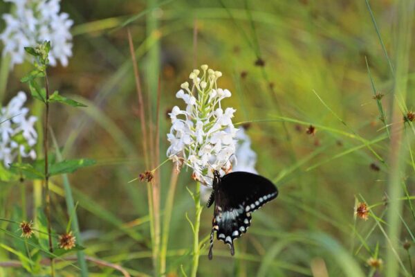 White Fringed Orchid