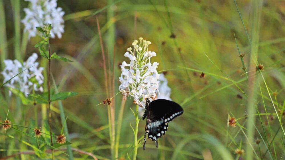 Scientist Uses Fire to Preserve Orchids in Mid-Atlantic