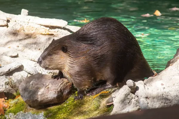 Beavers are Returning to England after 400 Years under Legal Protection